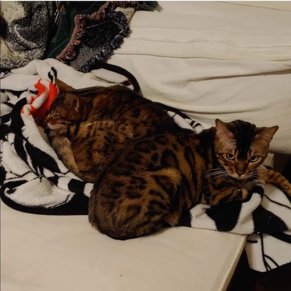 Meet your Posher, Ryleena - Picture 9 of 13